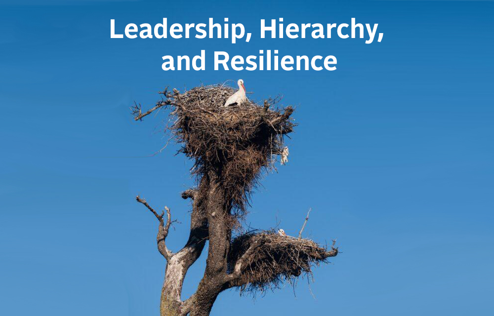 Leadership, Hierarchy, and Resilience